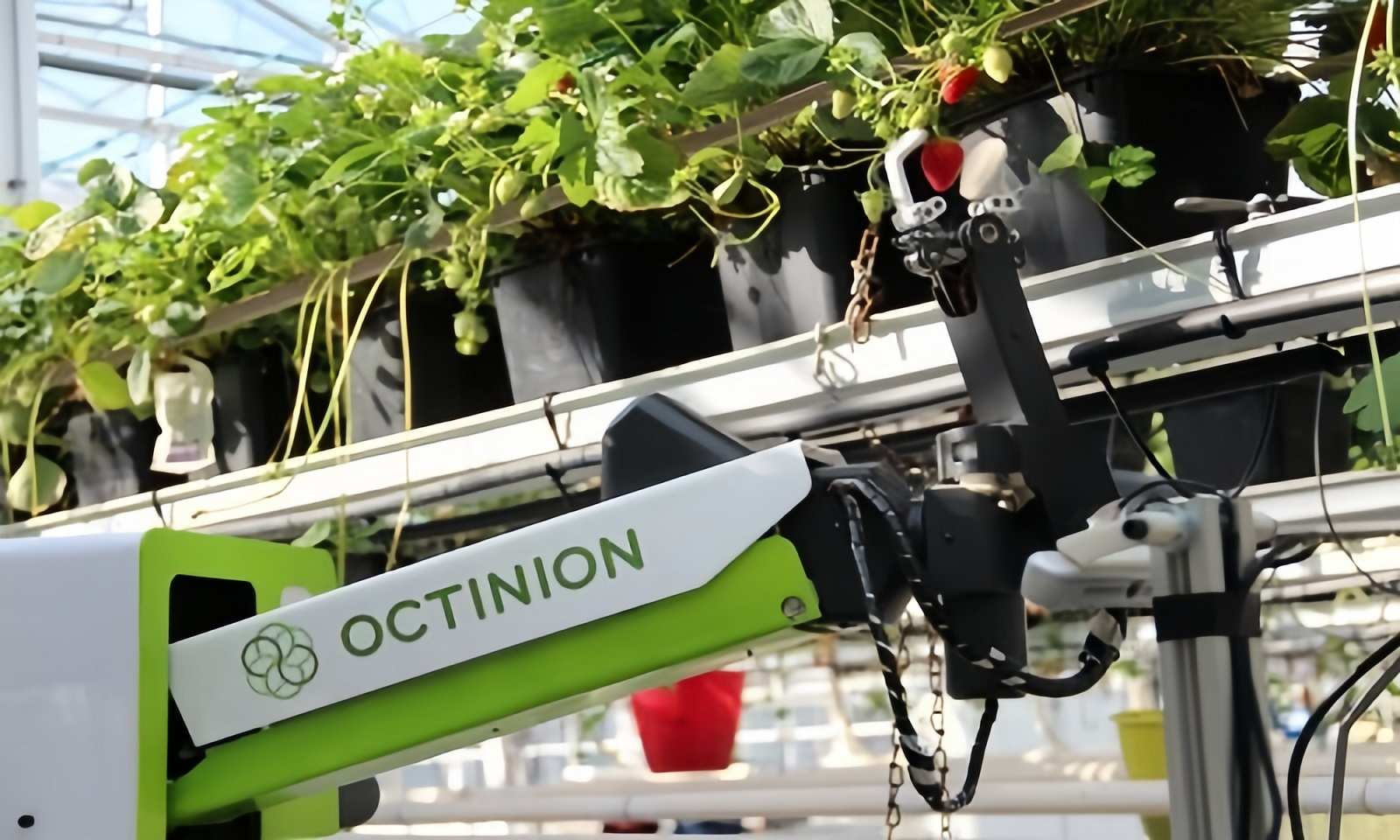 Robot thu hoạch dâu tây Rubion