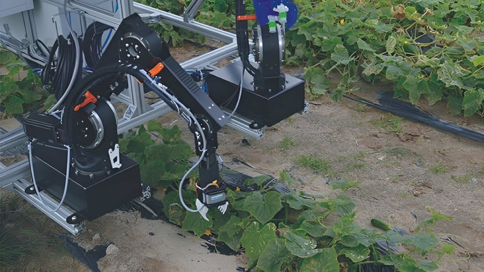 Robot thu hoạch dưa chuột 