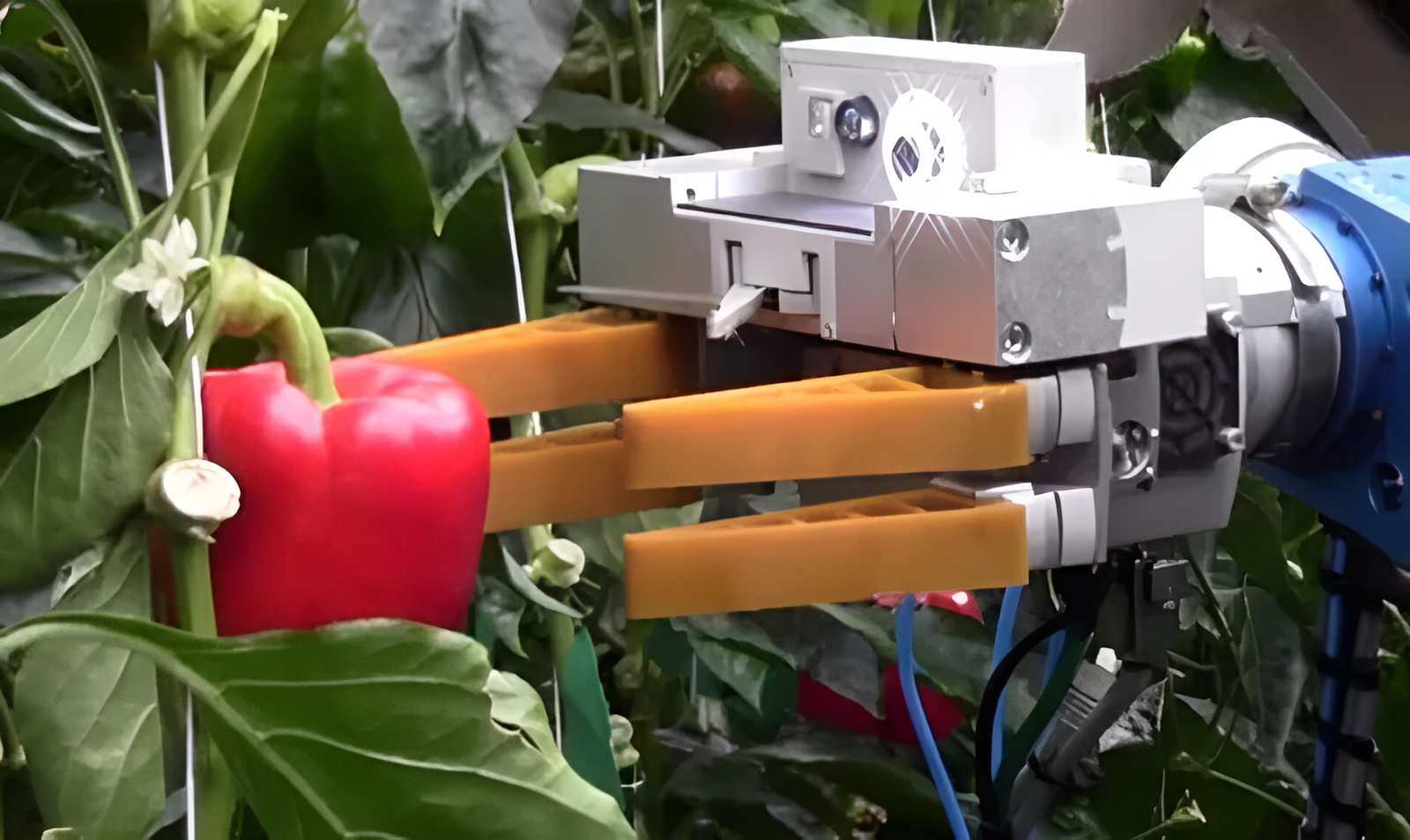 Robot thu hoạch ớt chuông WP5
