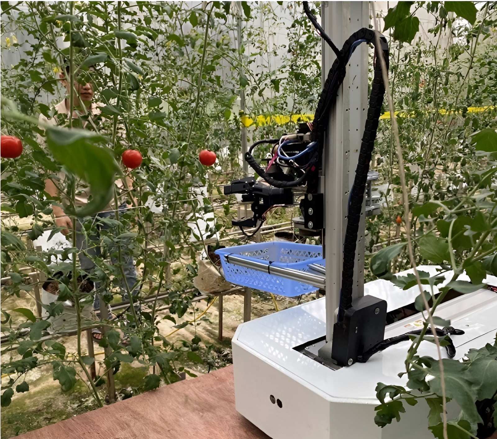 Robot thu hoạch trái cây của nhóm PGS.TS Thắng