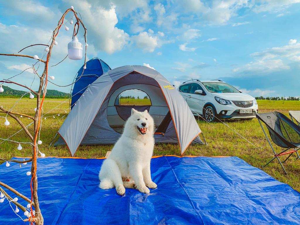 Cắm trại cùng thú cưng