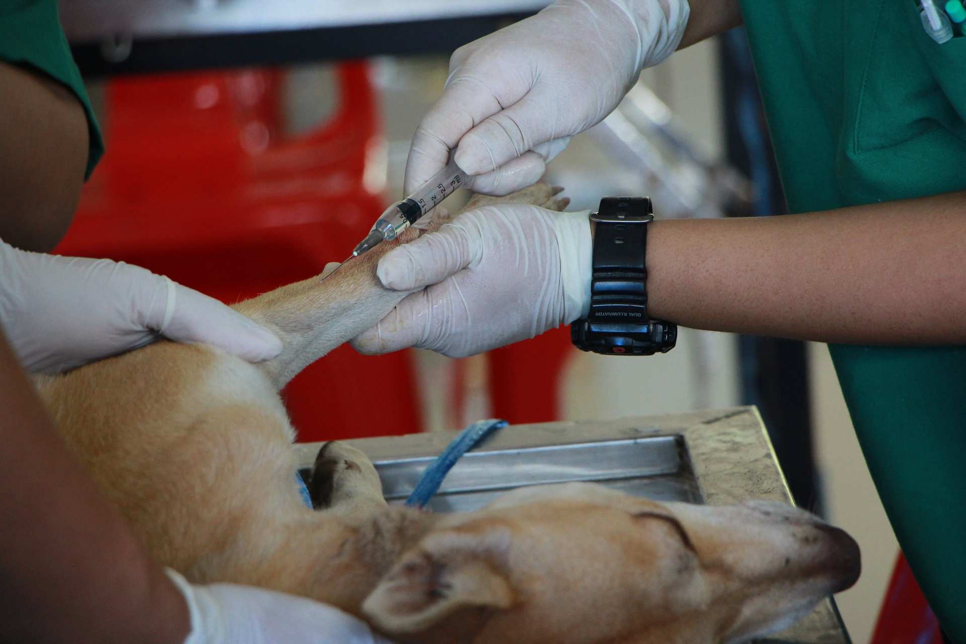 Tiêm chủng cho chó tại phòng khám thú y