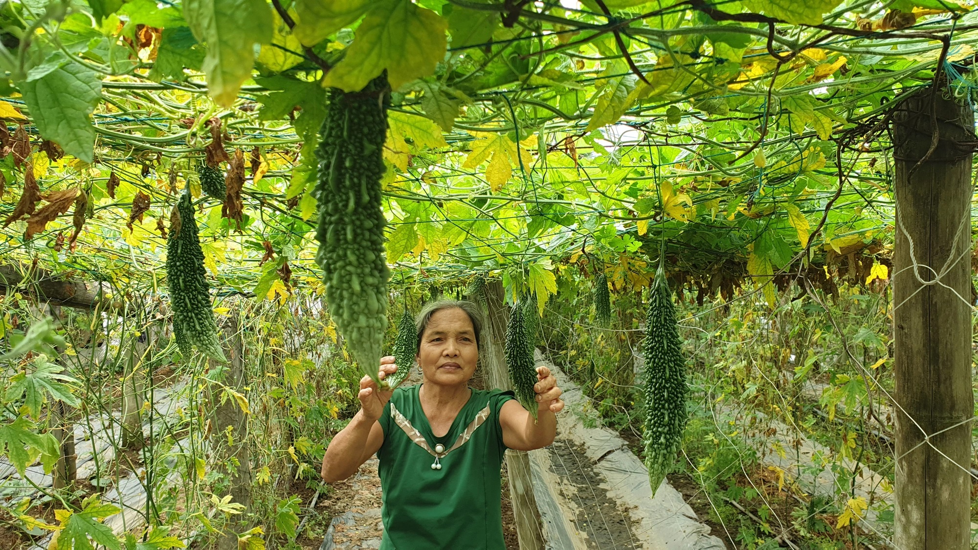 Trồng mướp đắng ở ruộng