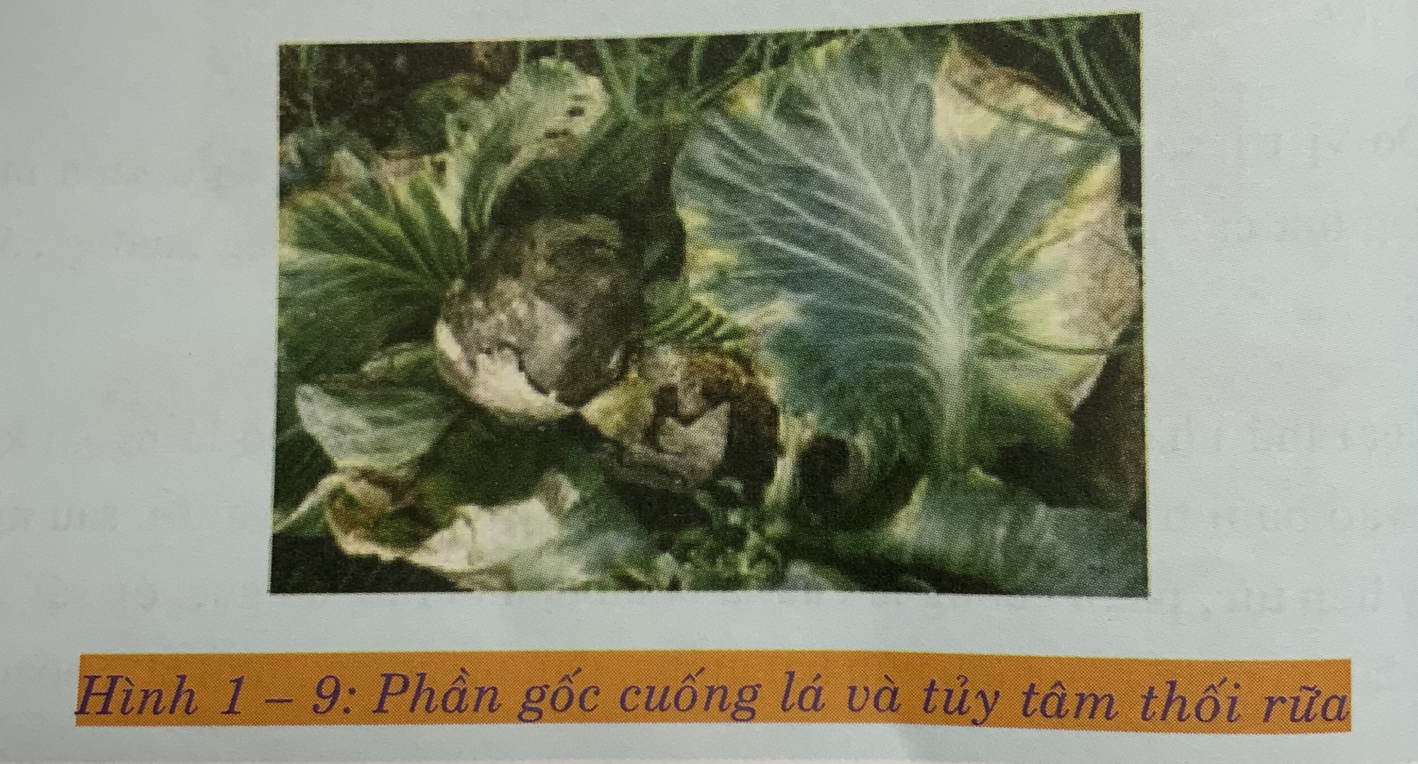 bệnh hại trên cải thảo