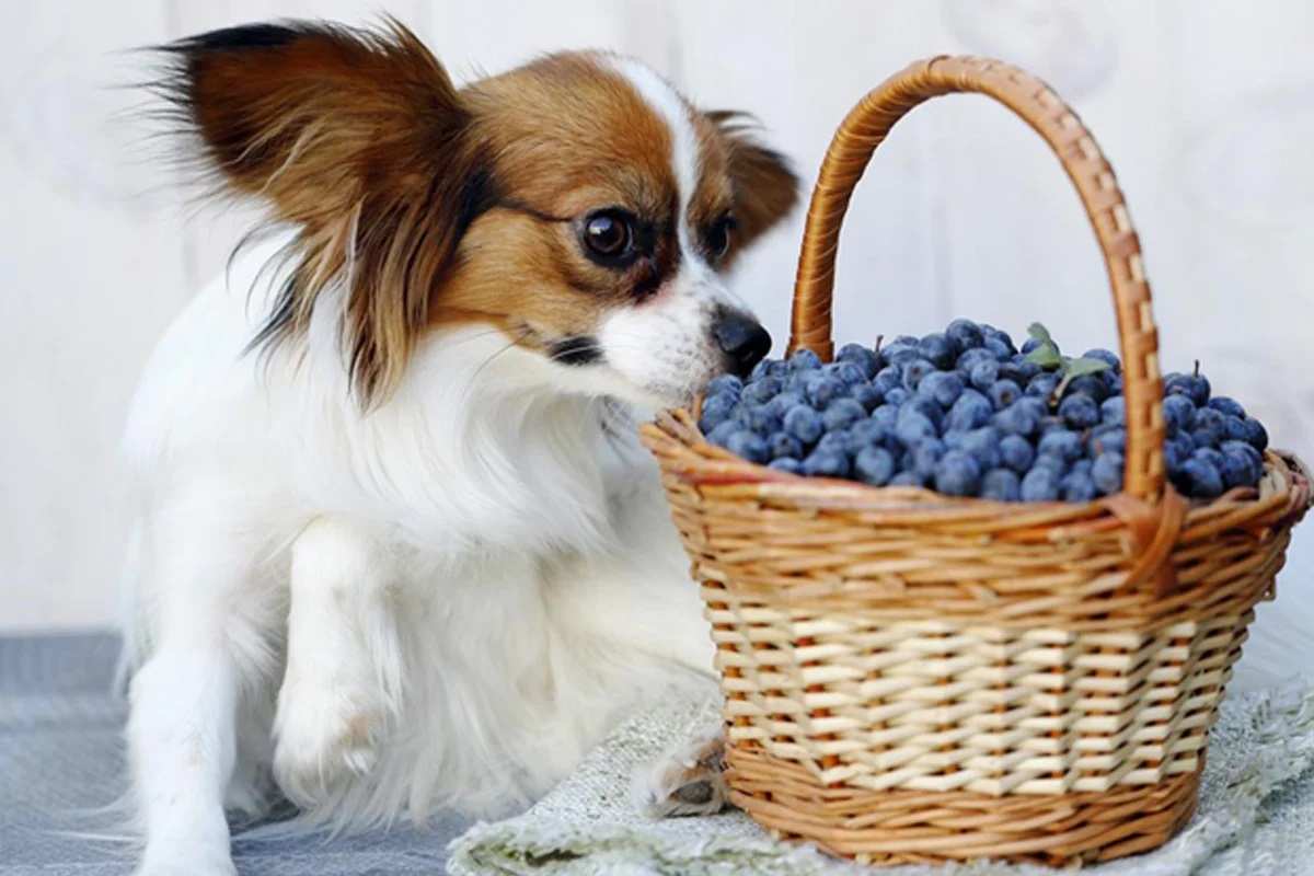 Bổ sung thực phẩm có hàm hượng vitamin E cao cho chó