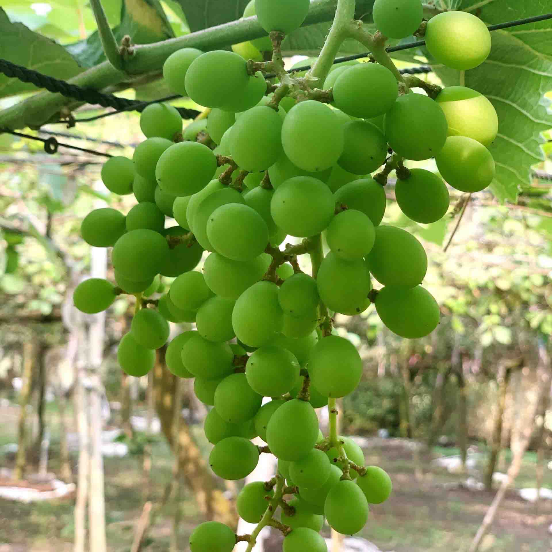 Chăm sóc hoa, quả, hạt nho và biện pháp ngăn chặn hiện tượng rụng hoa, rụng quả - Khang Việt