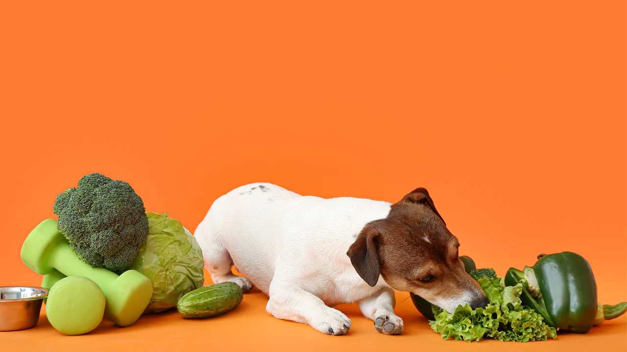 Rau củ quả chứa carbohydrate - chất dinh dưỡng cần thiết cho thú cưng
