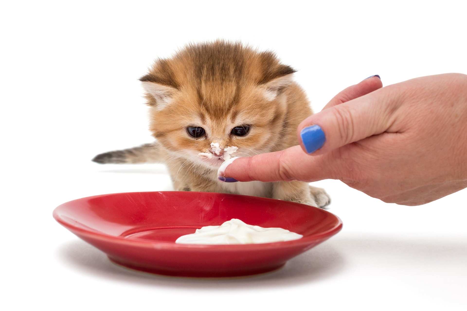 ​Mèo con ăn thức ăn đặc