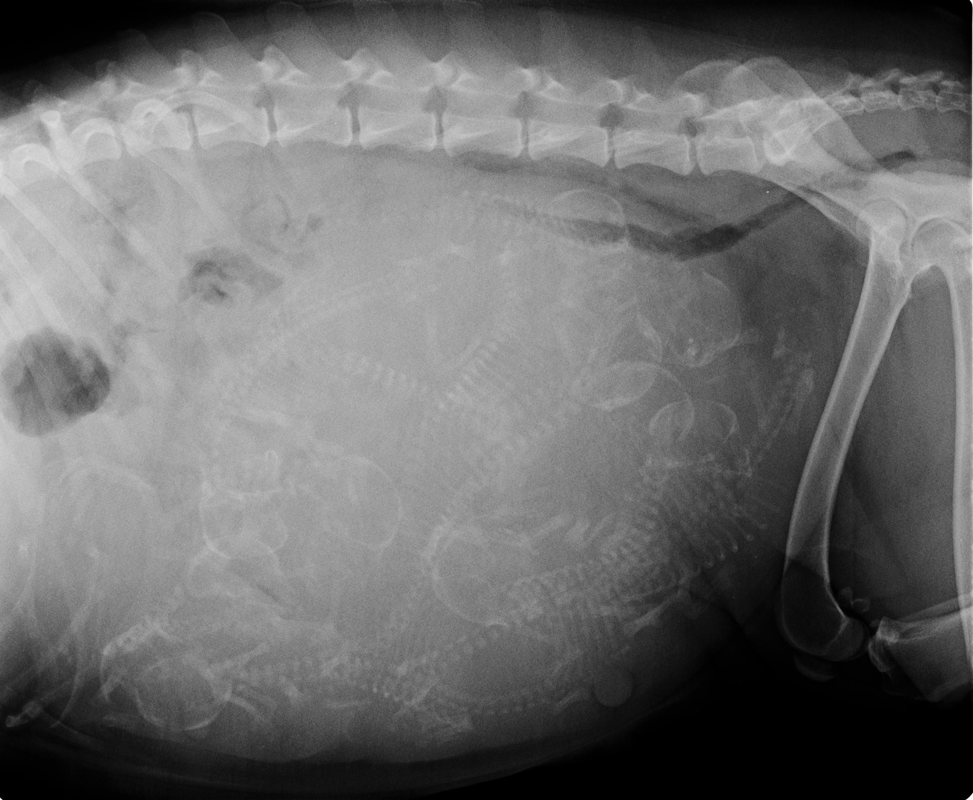 Chụp X-quang cho chó