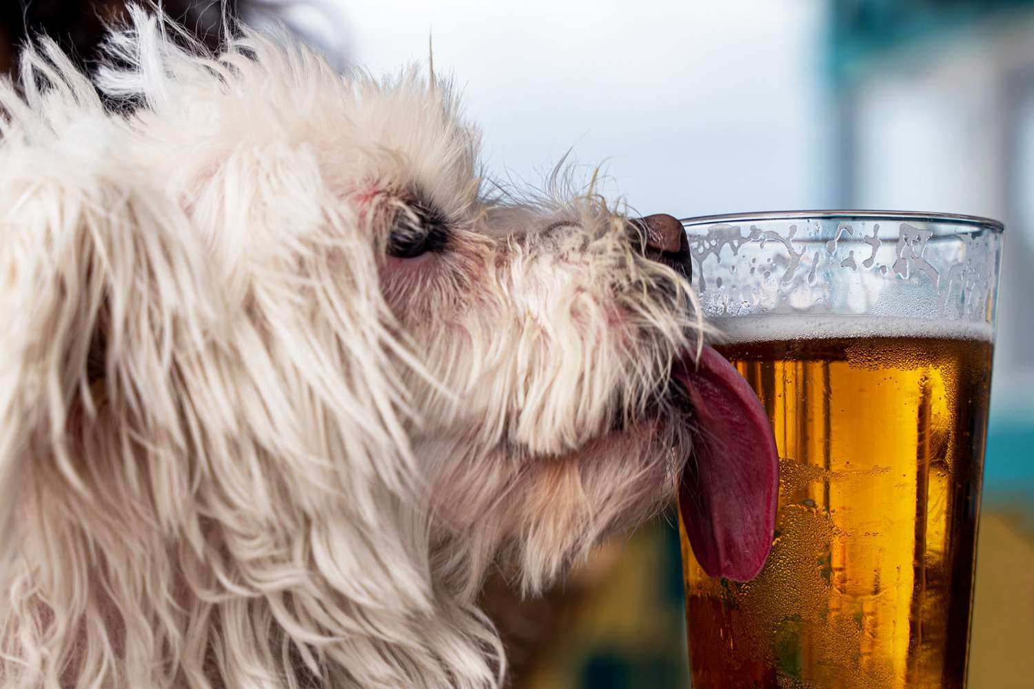 Không nên cho chó tiếp xúc với rượu bia