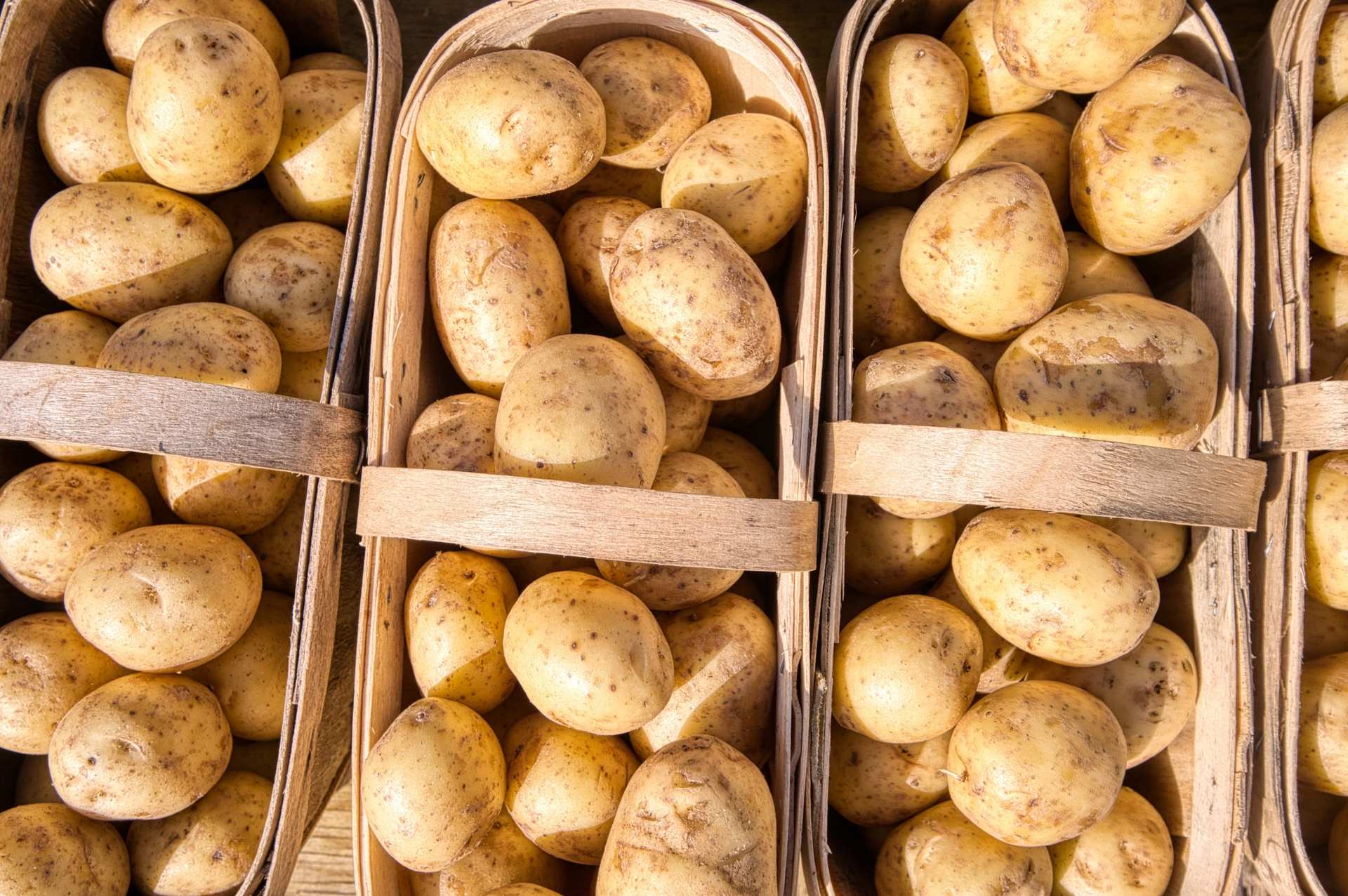 Kỹ thuật bảo quản khoai tây sau thu hoạch