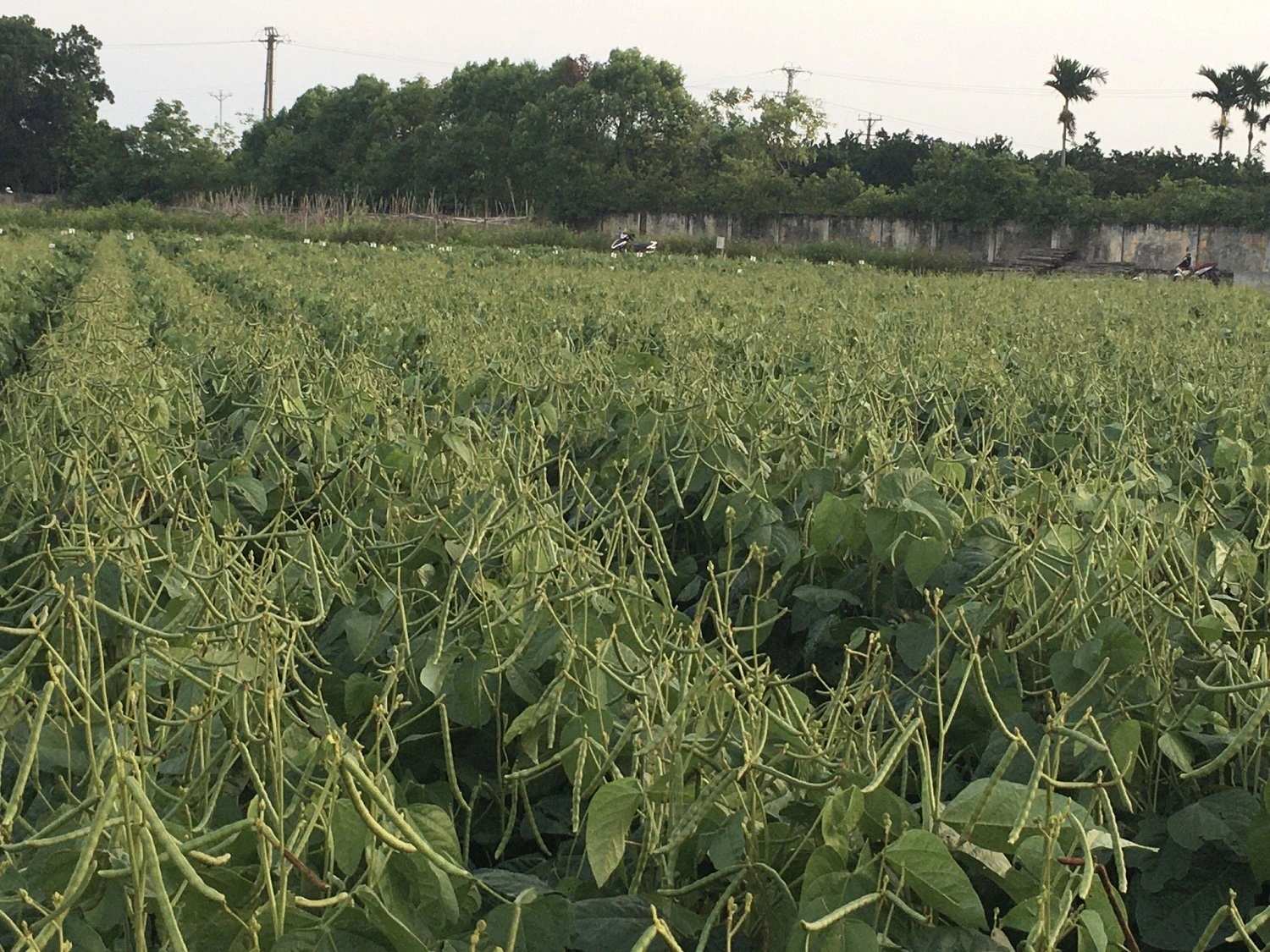 Kỹ thuật chăm sóc đậu xanh