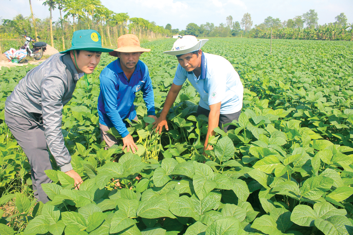 Kỹ thuật trồng đậu tương