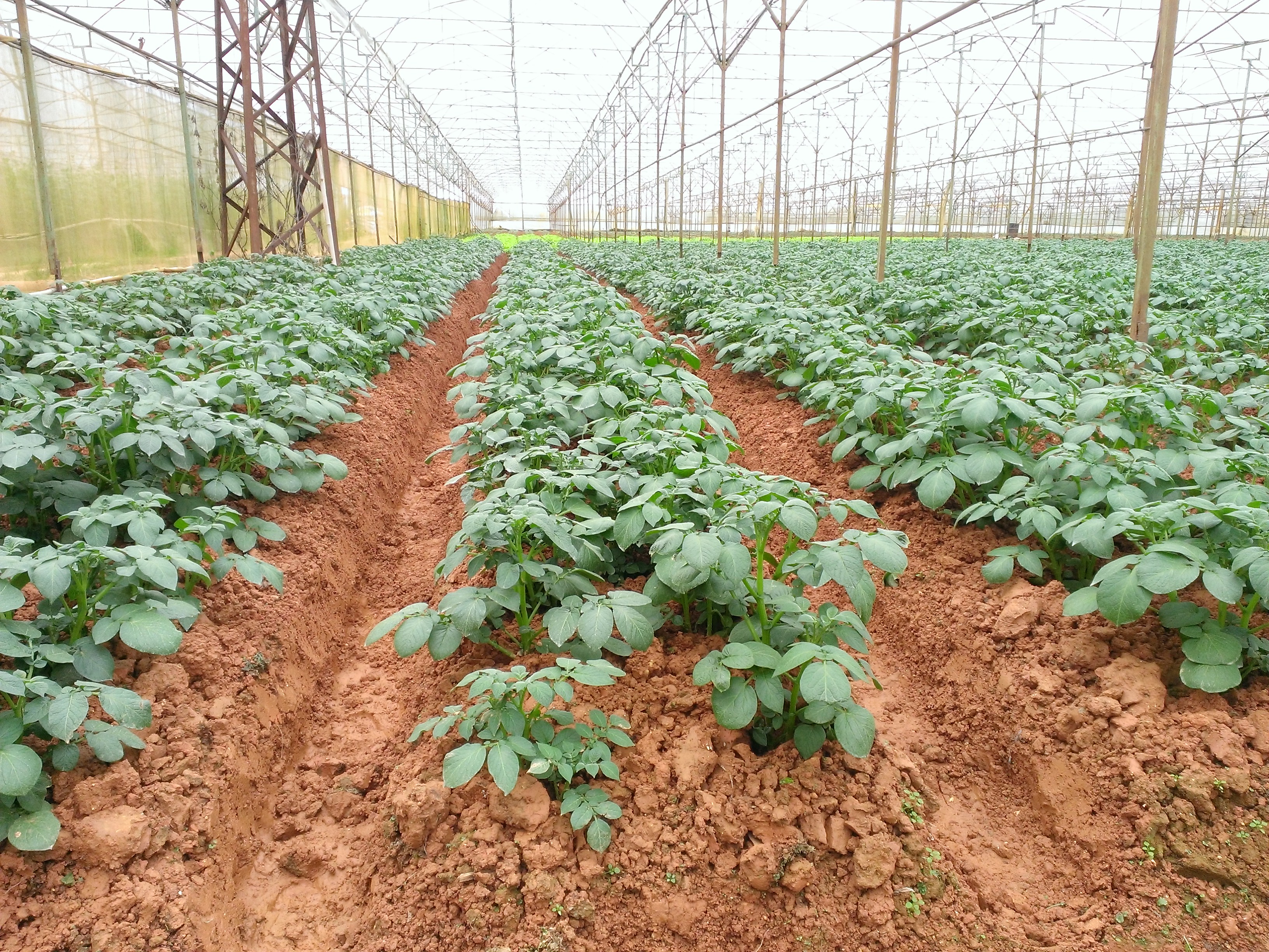 Kỹ thuật trồng khoai tây sau lụt