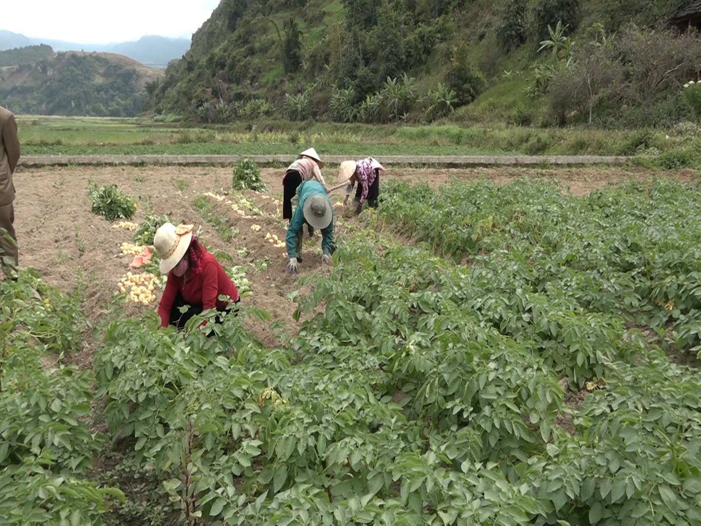 Kỹ thuật trồng khoai tây