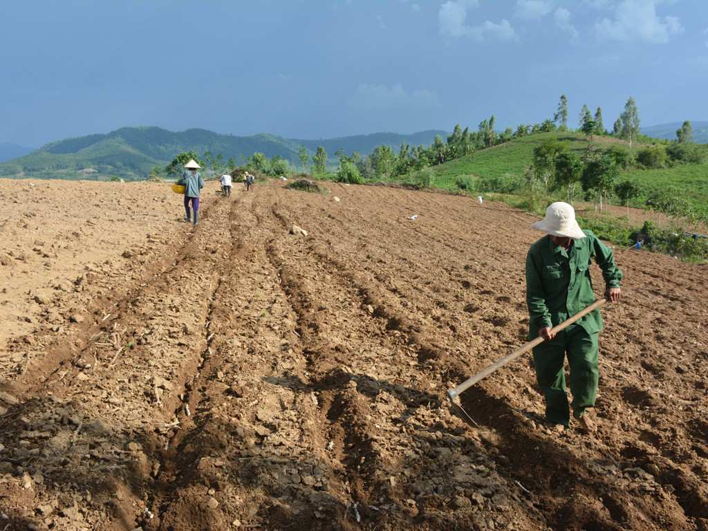 Đất trồng đậu xanh