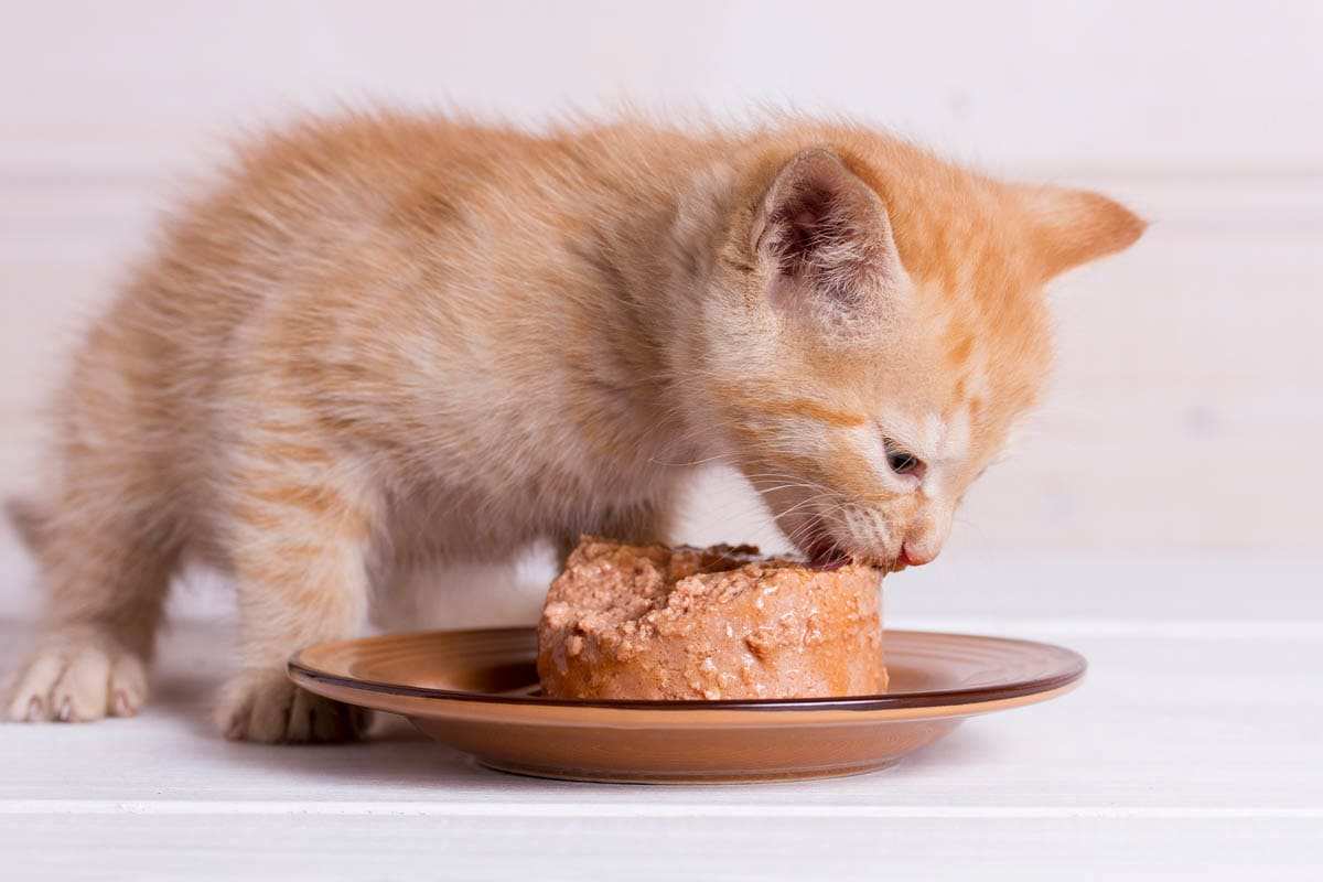 Thức ăn cho mèo