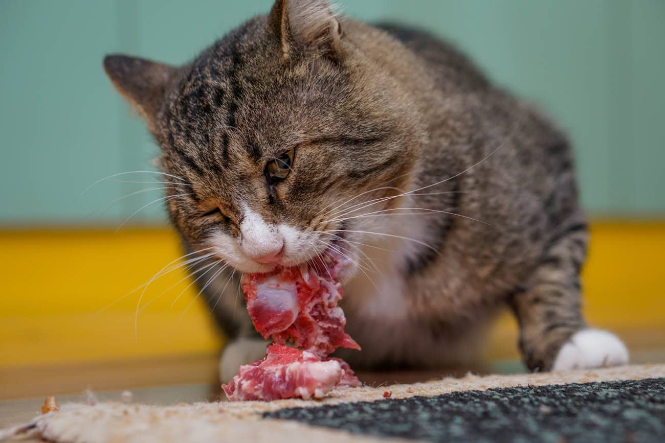 Không nên cho mèo ăn thịt sống