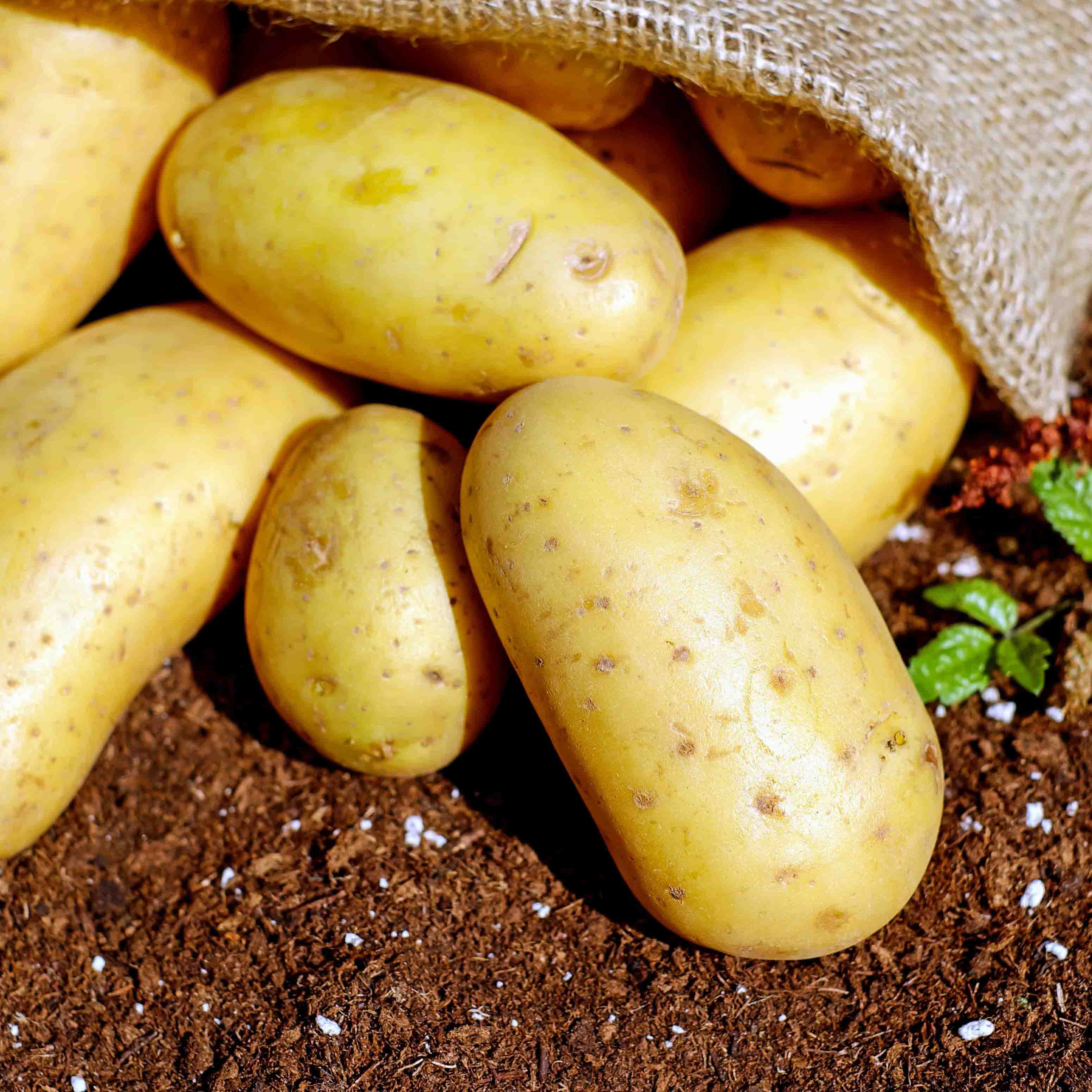 Quy trình kỹ thuật trồng khoai tây - Khang Việt