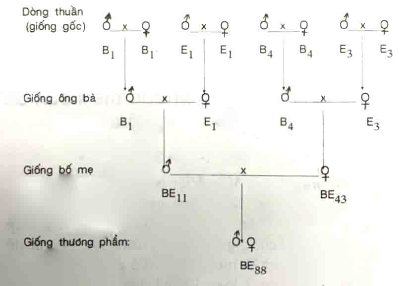 Sơ đồ nhân và lai tạo giống gà thịt BE₈₈