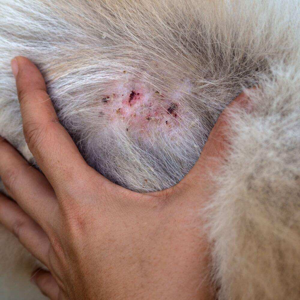 ​Da của thú cưng bị viêm ngứa