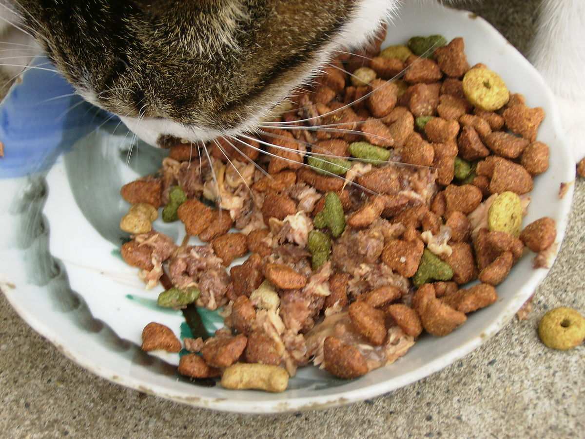 ​Trộn thịt vào thức ăn khô cho mèo