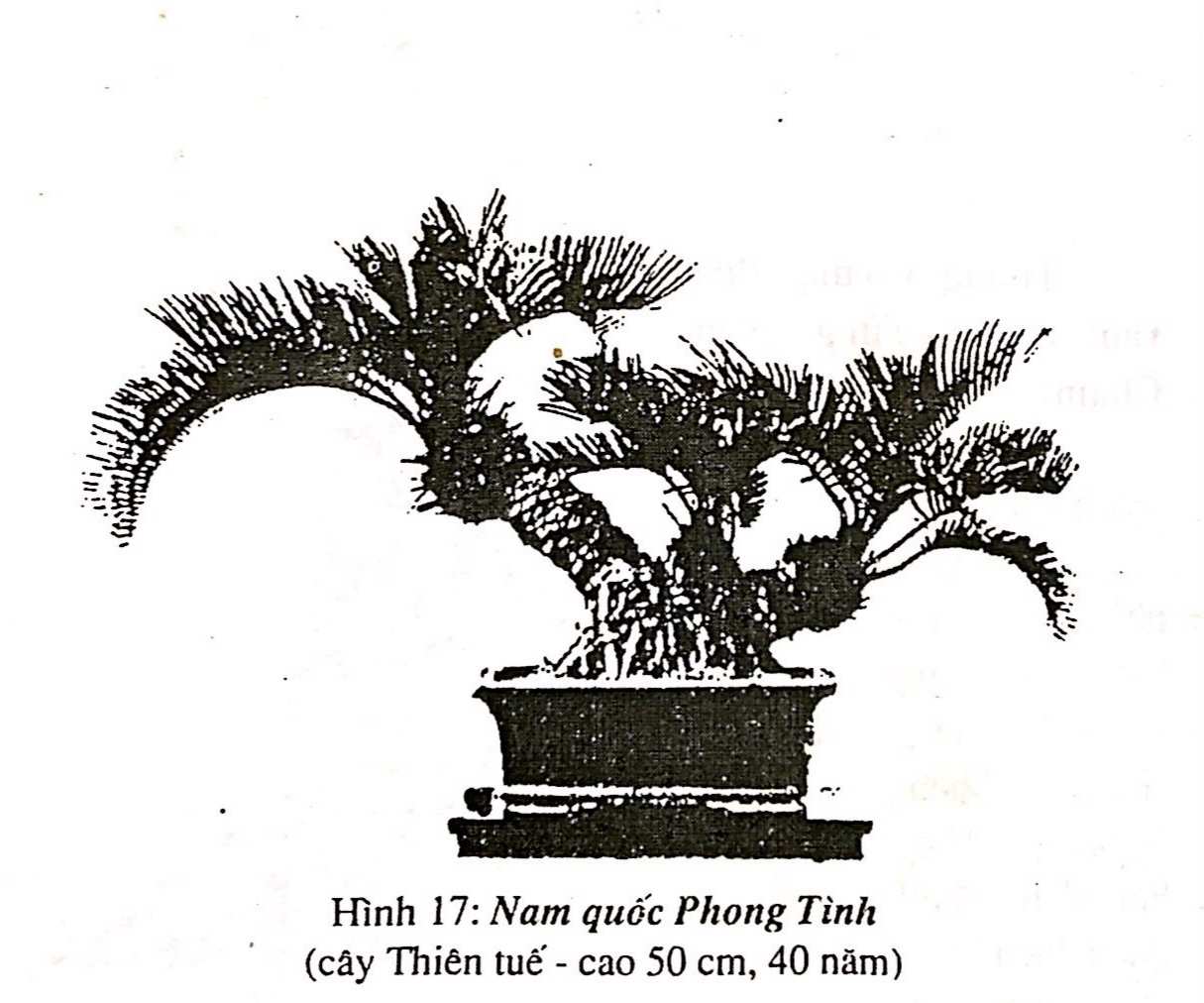 Bồn cảnh Thượng Hải - Nghệ thuật thưởng thức bonsai - Trần Hợp