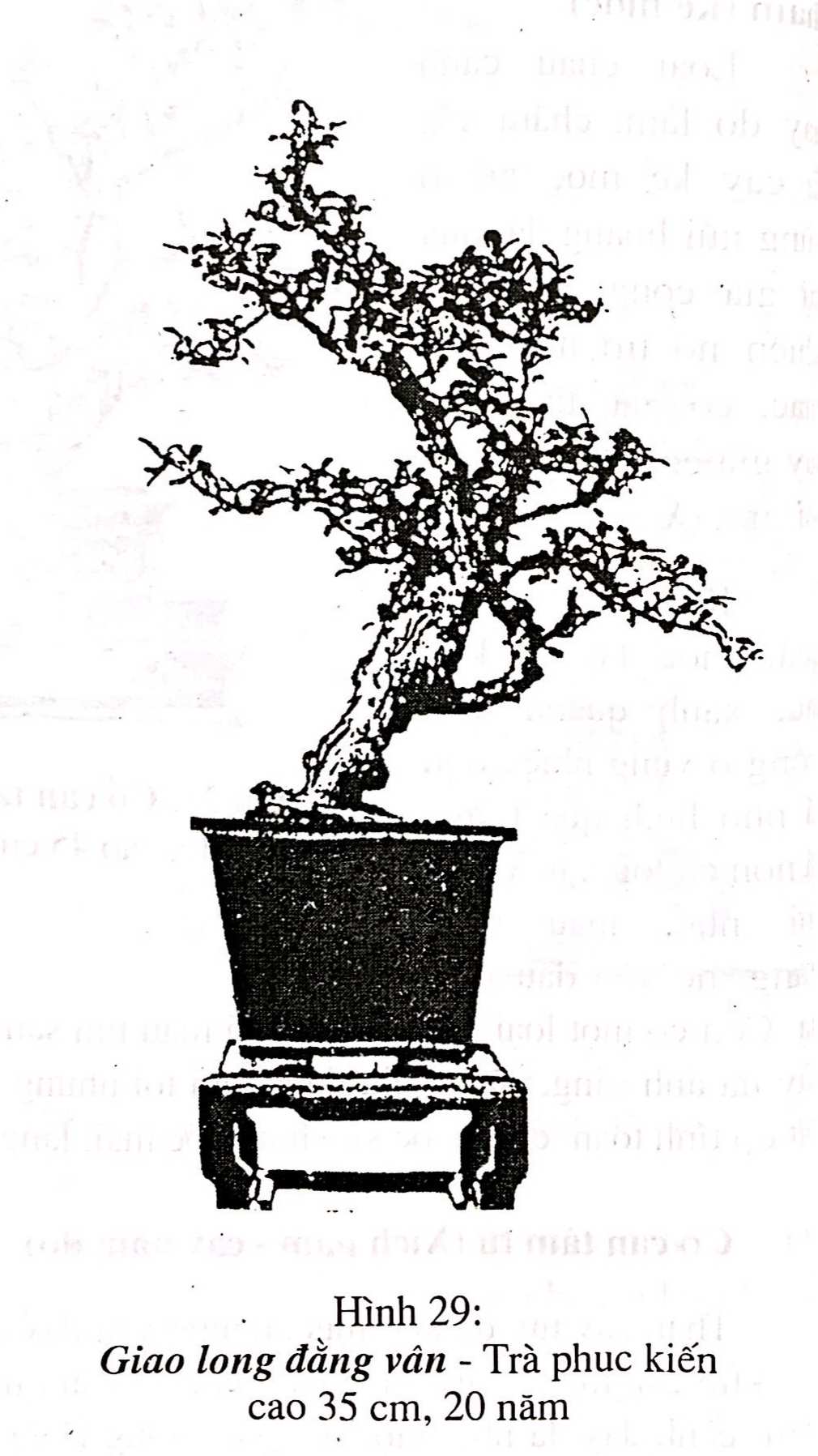 Bồn cảnh Thượng Hải - Nghệ thuật thưởng thức bonsai - Trần Hợp