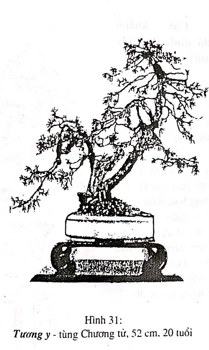 Bồn cảnh Thượng Hải - Nghệ thuật thưởng thức bonsai - Trần Hợp