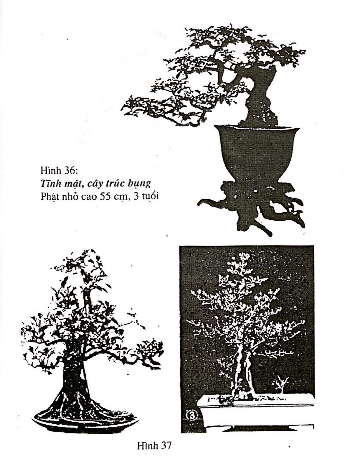 Bồn cảnh Thượng Hải - Nghệ thuật thưởng thức bonsai - Trần Hợp