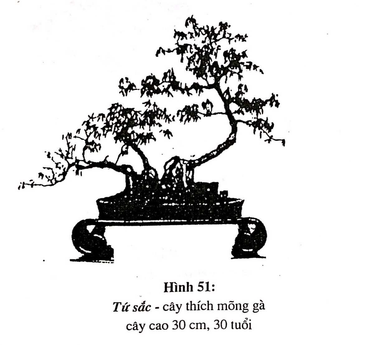 Bồn cảnh Thượng Hải - Nghệ thuật thưởng thức bonsai - Trần Hợp