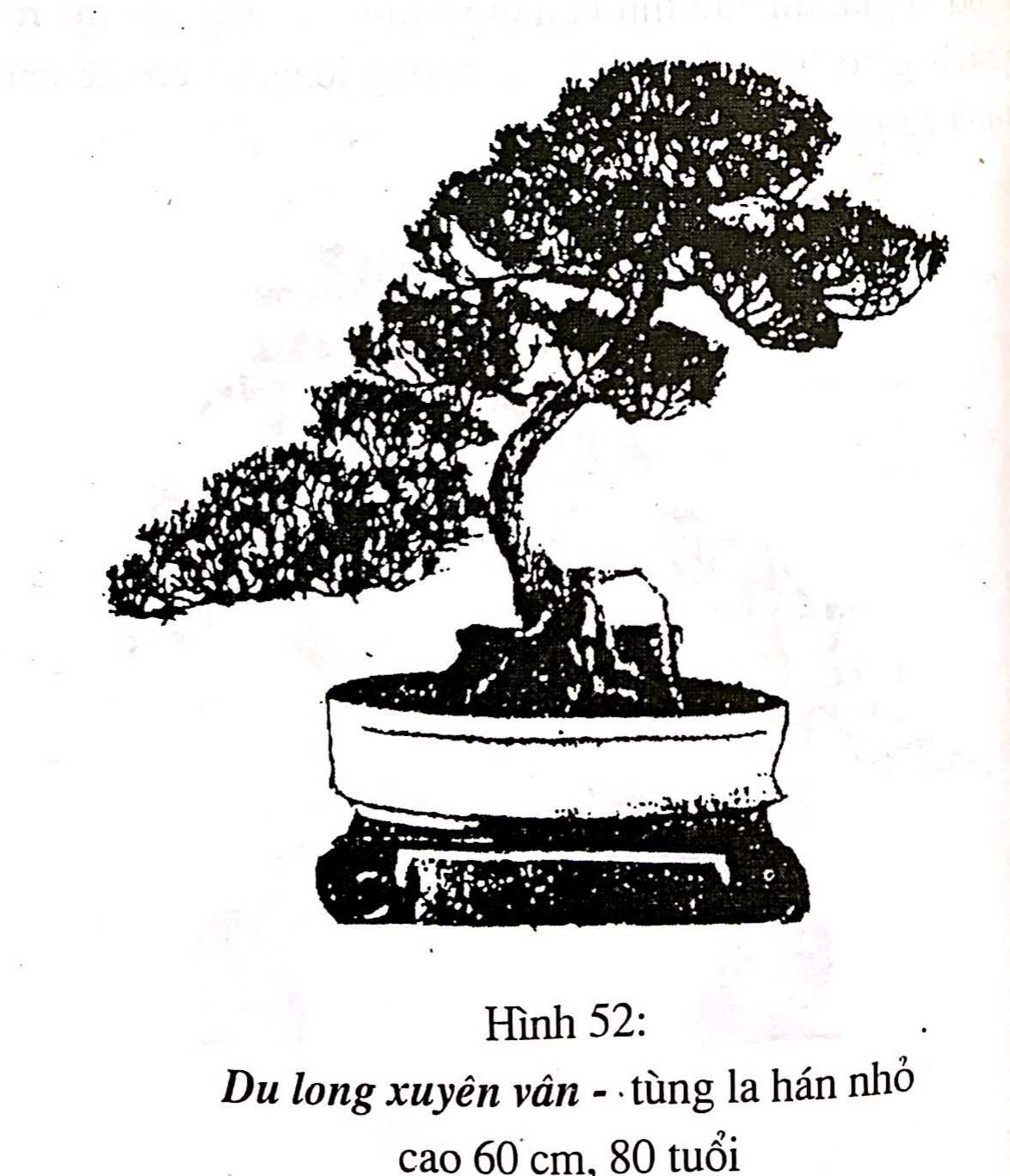 Bồn cảnh Thượng Hải - Nghệ thuật thưởng thức bonsai - Trần Hợp