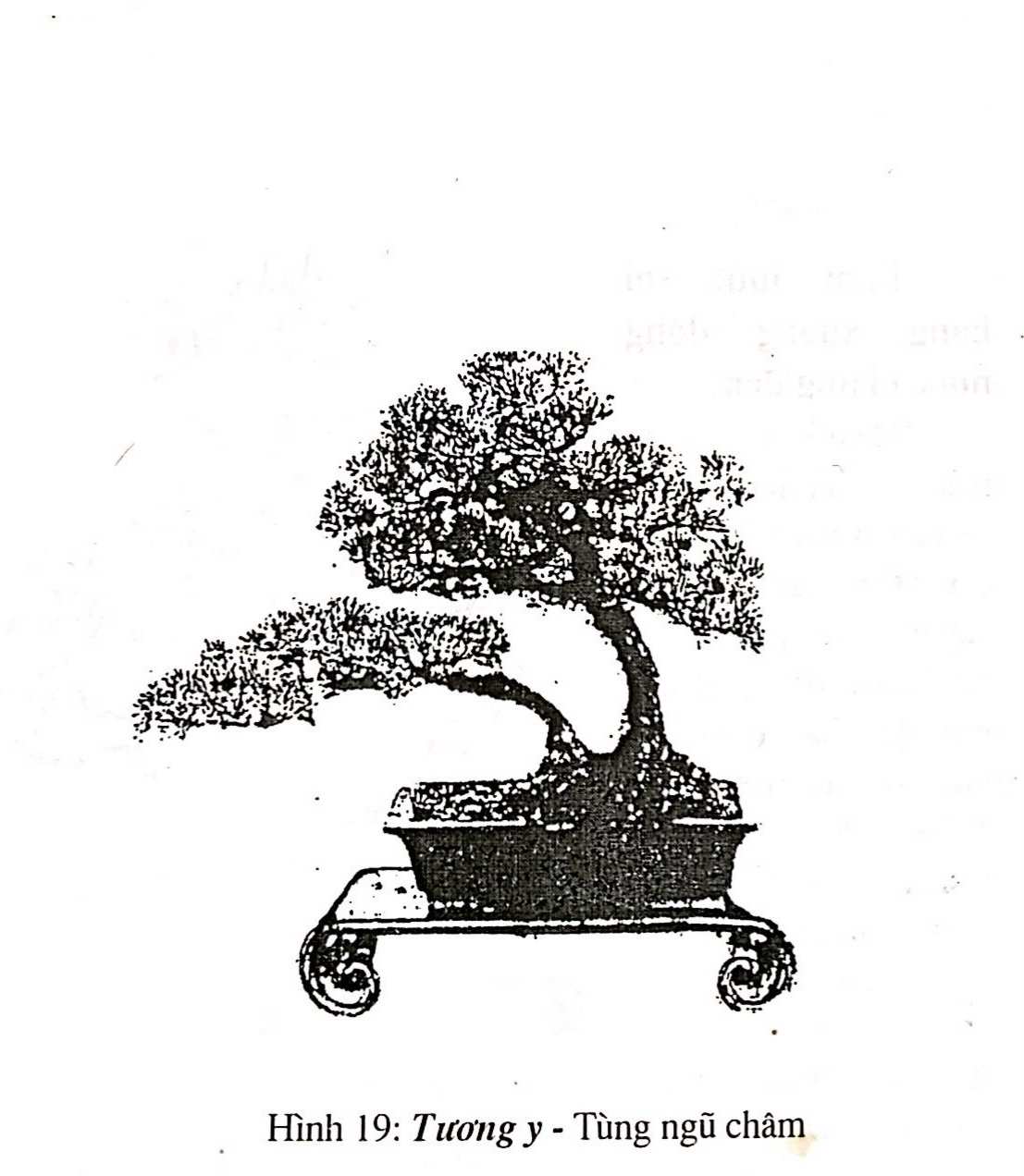 Bồn cảnh Thượng Hải - Nghệ thuật thưởng thức bonsai - Trần Hợp