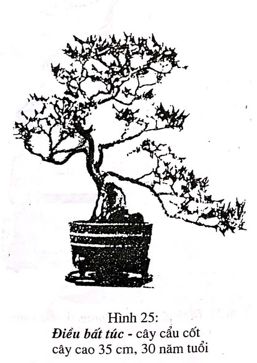 Bồn cảnh Thượng Hải - Nghệ thuật thưởng thức bonsai - Trần Hợp