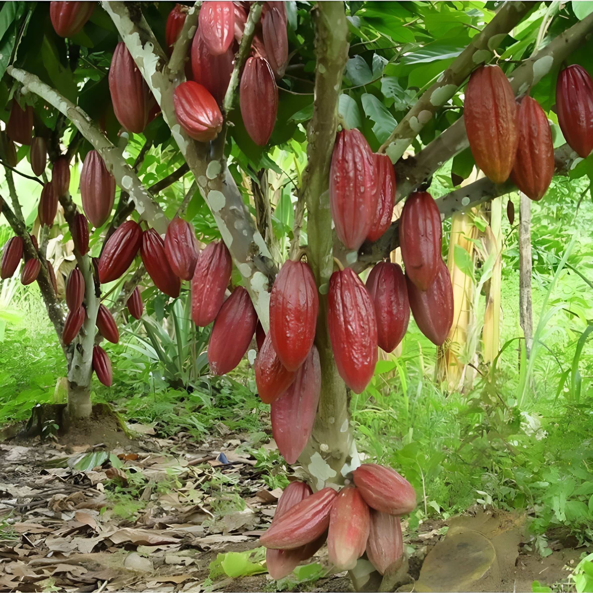 Cây giống cacao