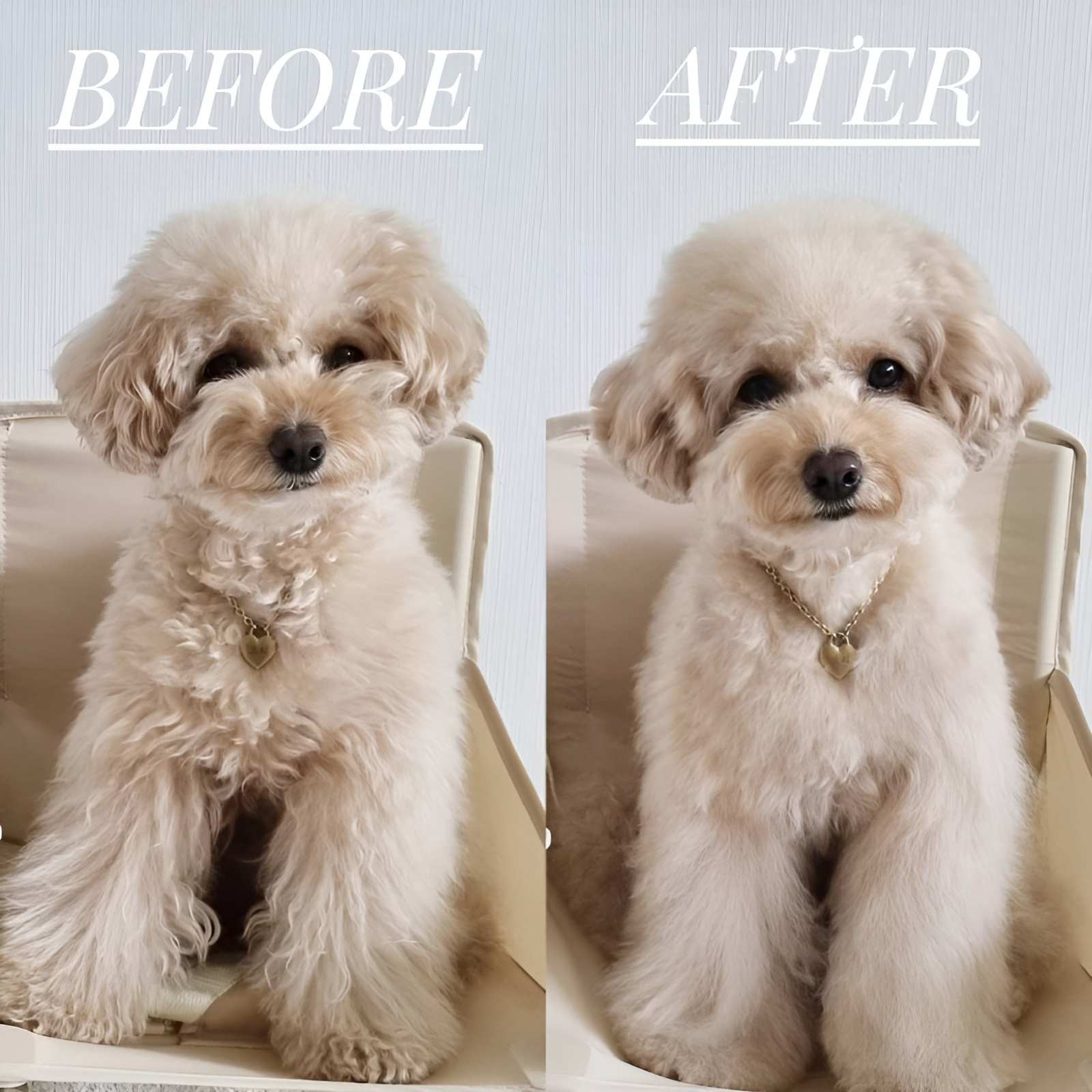 Chó trước và sau khi được chăm sóc tại spa