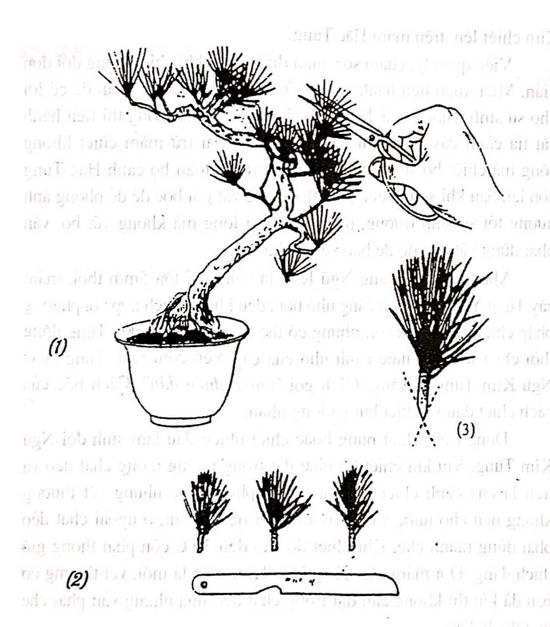 Chọn vật liệu gỗ để tạo dựng cây cảnh bonsai - Trần Hợp