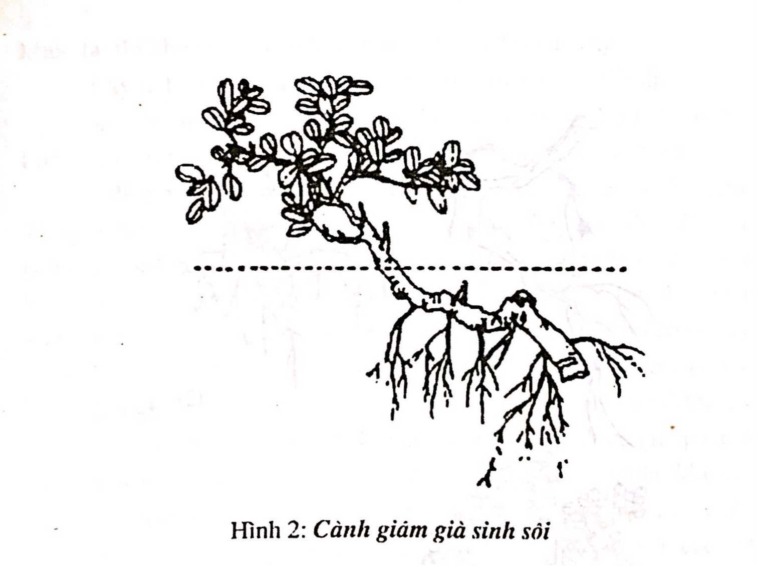 Chọn vật liệu gỗ để tạo dựng cây cảnh bonsai - Trần Hợp