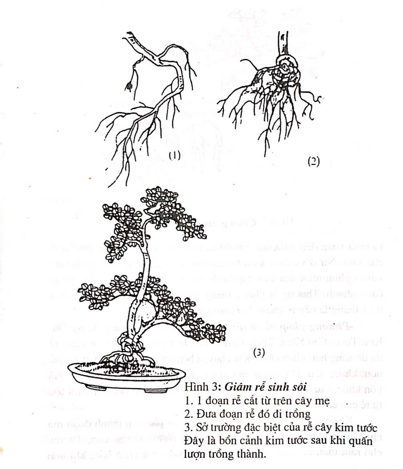 Chọn vật liệu gỗ để tạo dựng cây cảnh bonsai - Trần Hợp