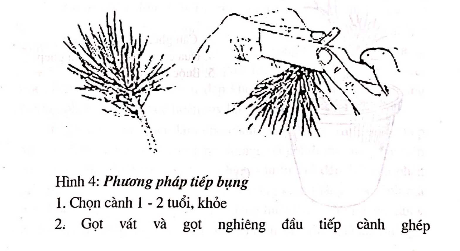 Chọn vật liệu gỗ để tạo dựng cây cảnh bonsai - Trần Hợp