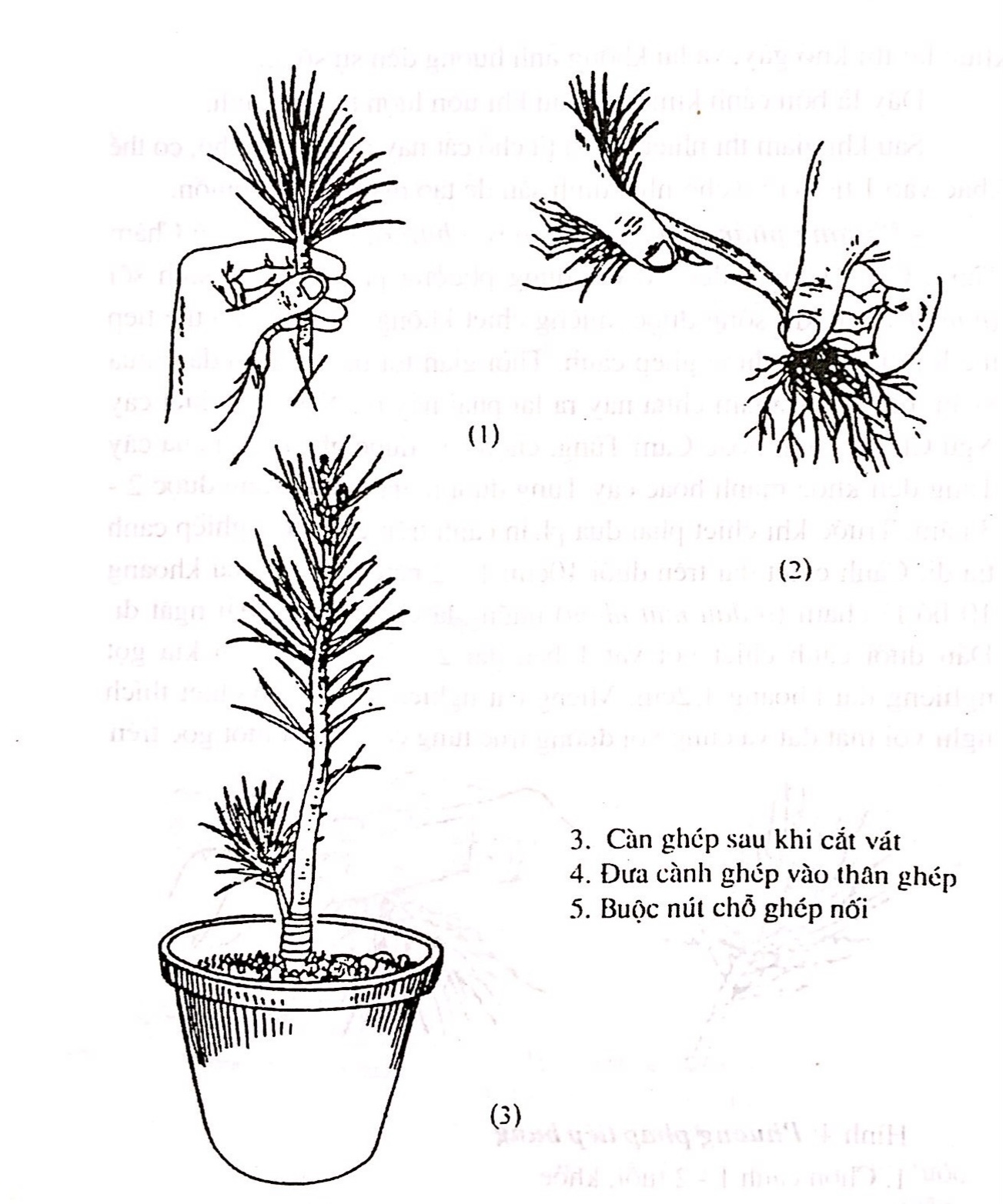 Chọn vật liệu gỗ để tạo dựng cây cảnh bonsai - Trần Hợp