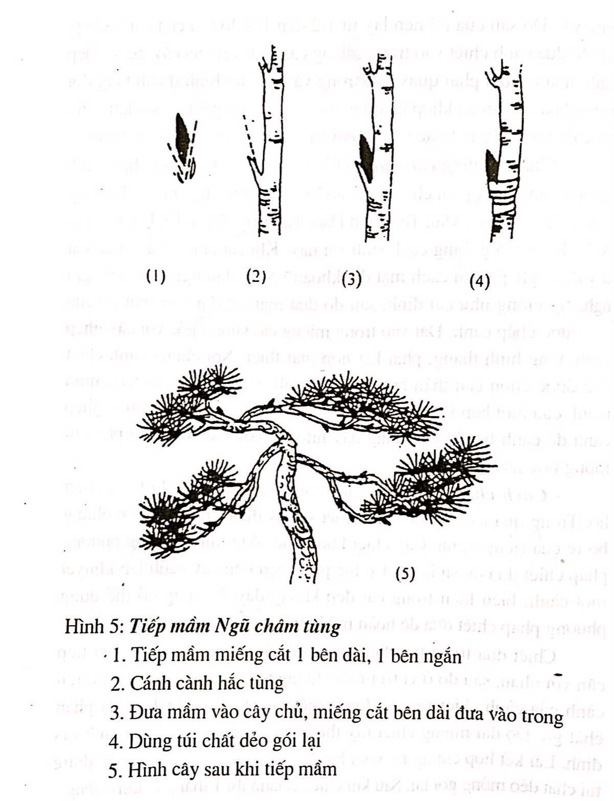 Chọn vật liệu gỗ để tạo dựng cây cảnh bonsai - Trần Hợp