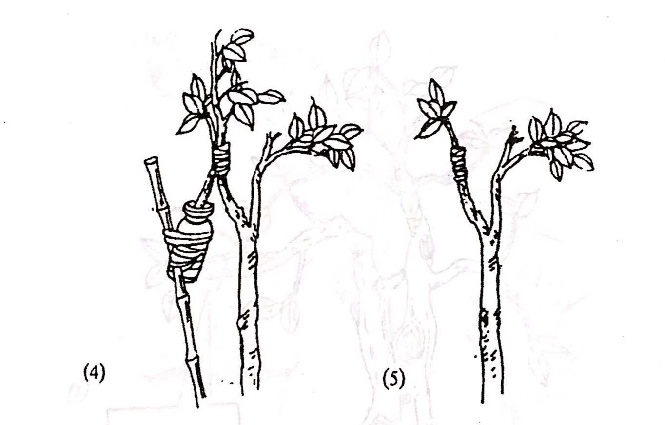 Chọn vật liệu gỗ để tạo dựng cây cảnh bonsai - Trần Hợp