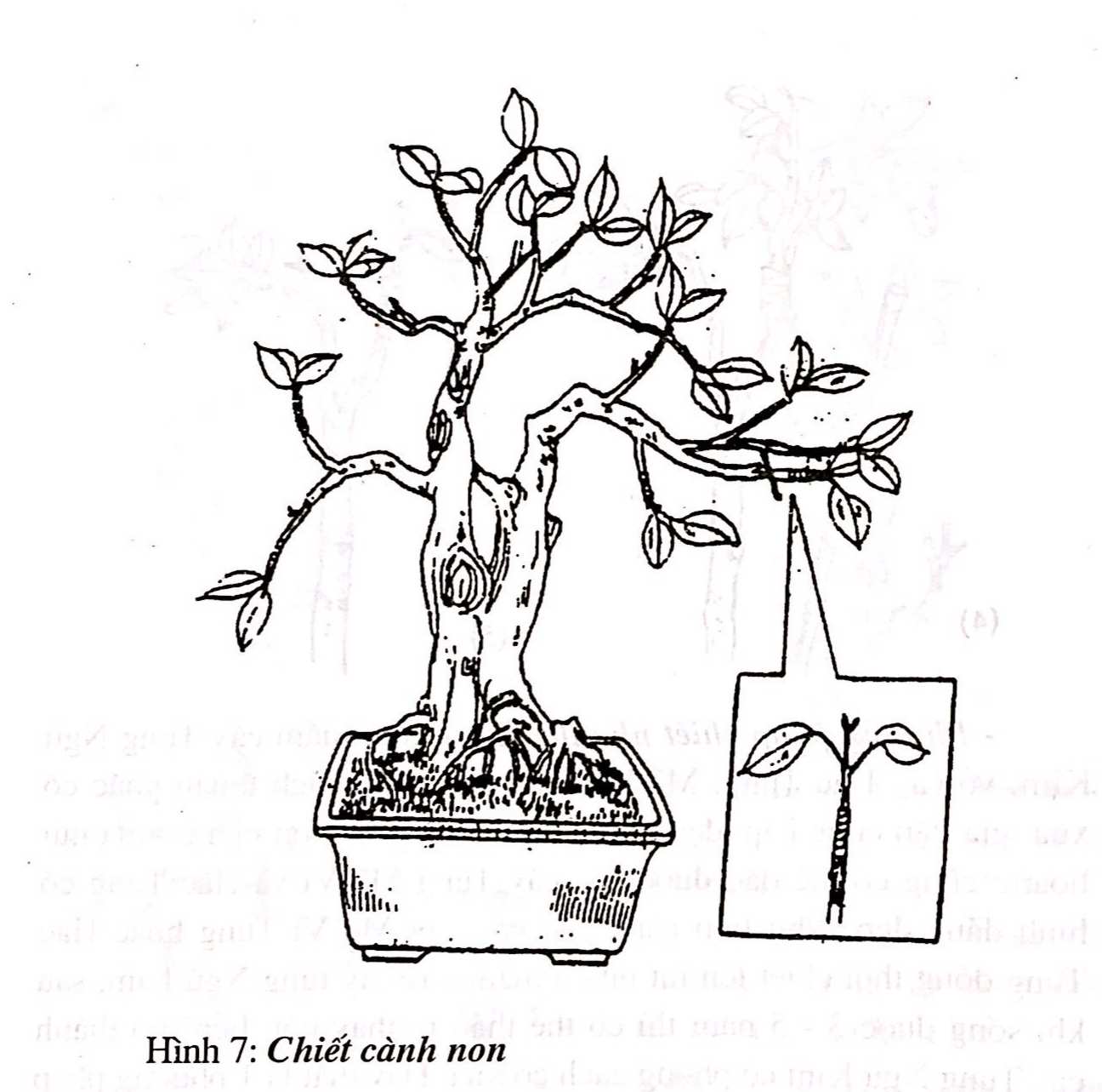 Chọn vật liệu gỗ để tạo dựng cây cảnh bonsai - Trần Hợp