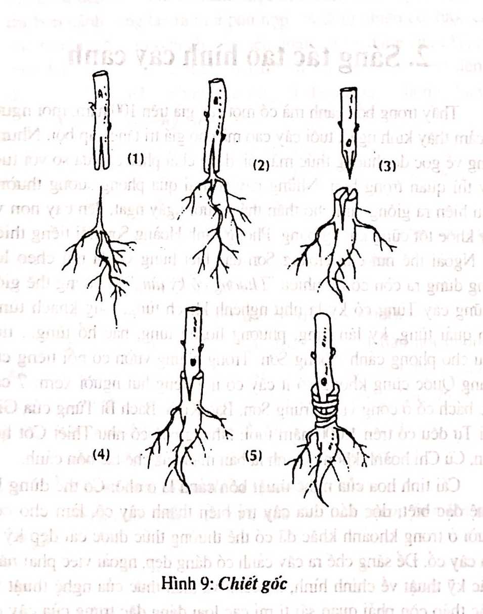 Chọn vật liệu gỗ để tạo dựng cây cảnh bonsai - Trần Hợp