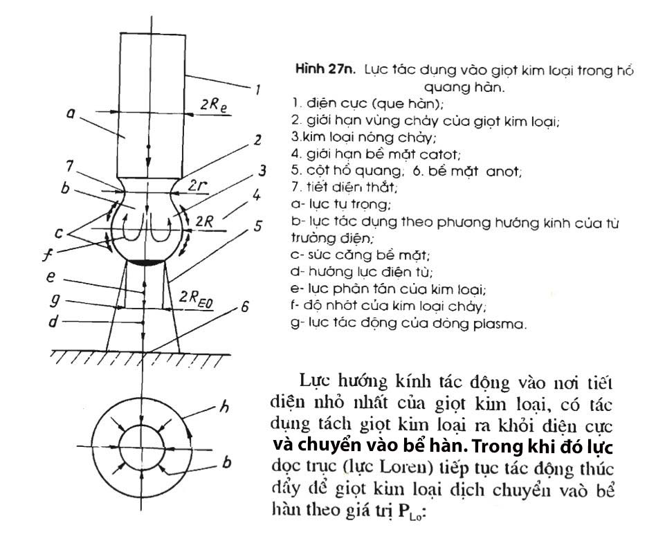 Hình 27n