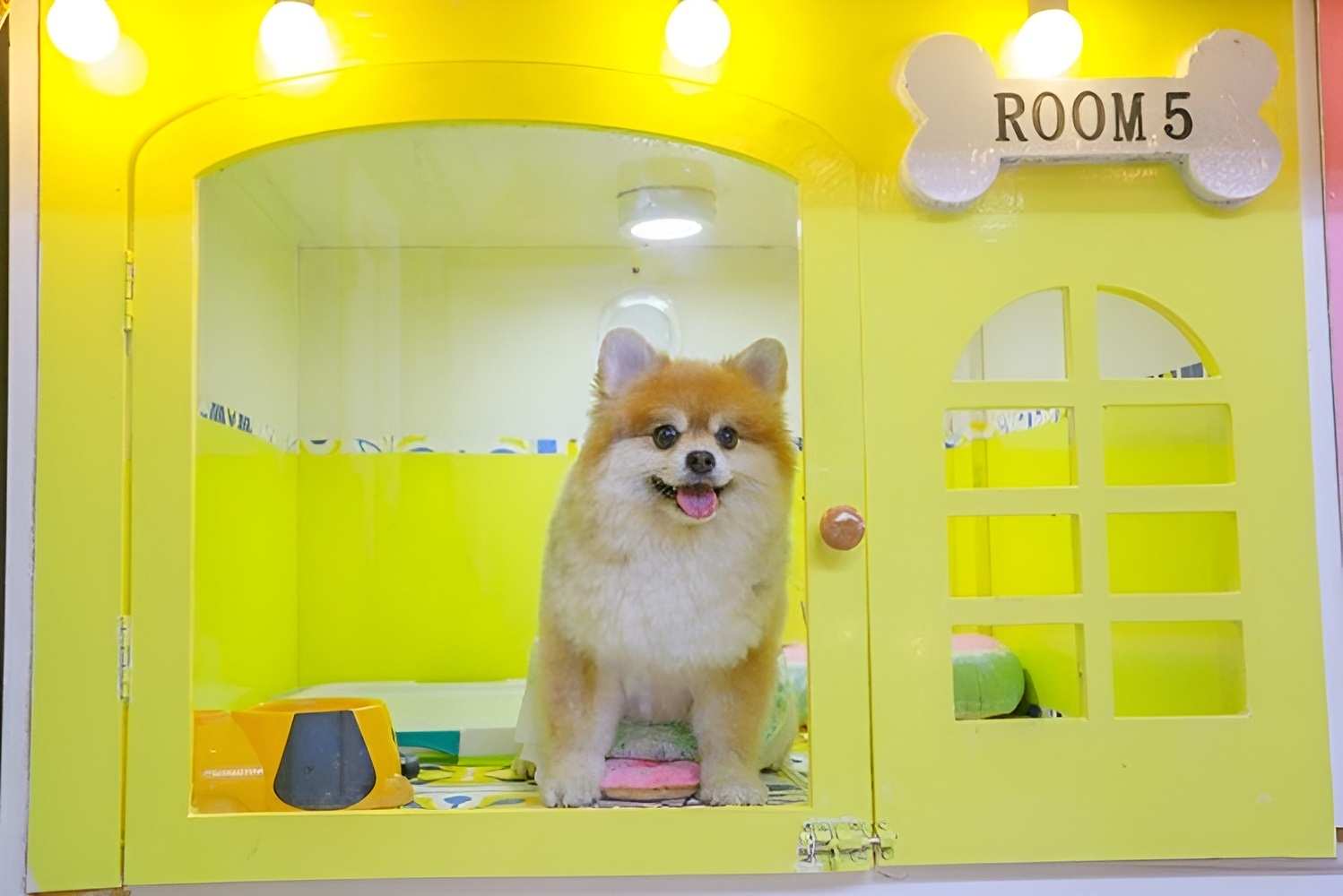 Chó sử dụng dịch vụ khách sạn thú cưng