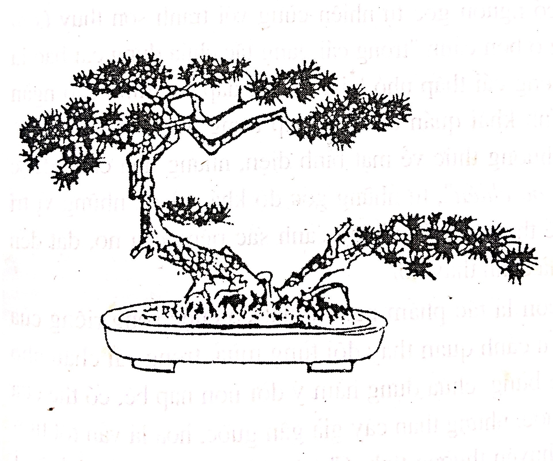 Khái quát về bồn cảnh bonsai - Trần Hợp