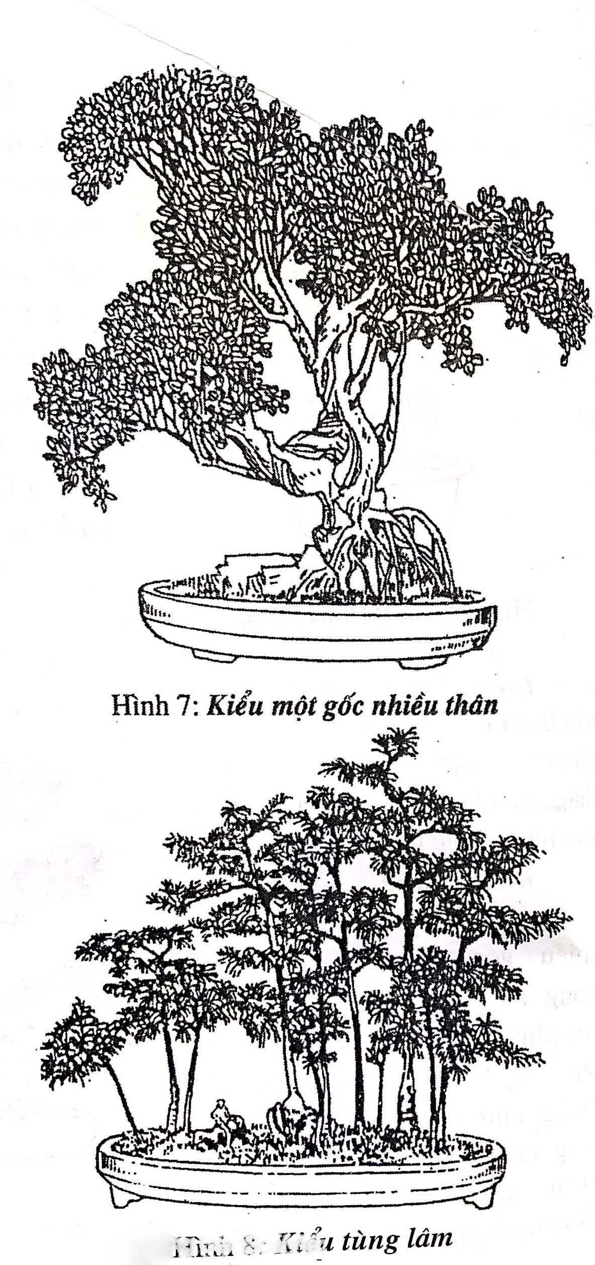 khái quát về bonsai 