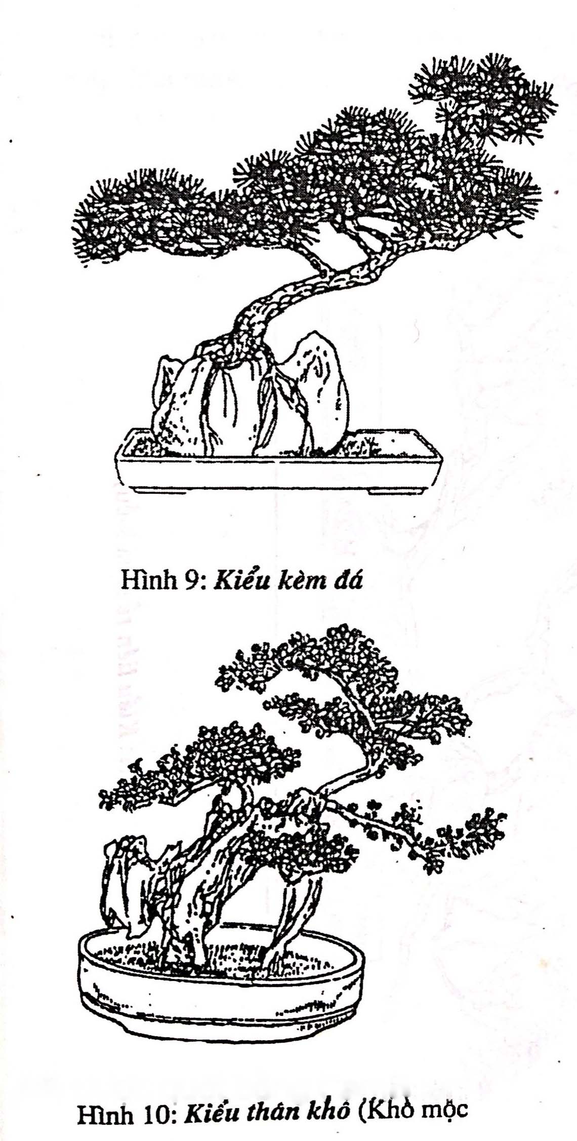 Khái quát về bồn cảnh bonsai - Trần Hợp